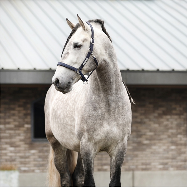 Equilibrium New Stellar Headcollar EQB1681 - Navy